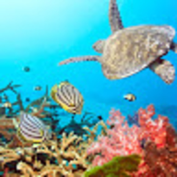 Meet your Posher, George - Picture 1 of 1